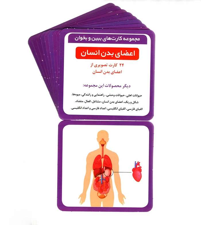 فلش کارت اعضای بدن انسان